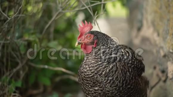 在灌木丛中晒黑的母鸡视频的预览图