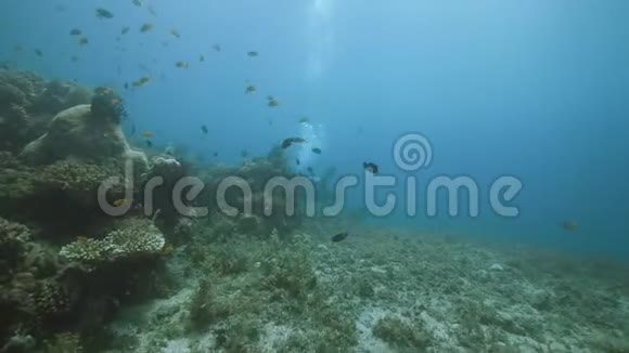水下景观一名潜水员在珊瑚礁游泳有大量的鱼类和水生植物视频的预览图