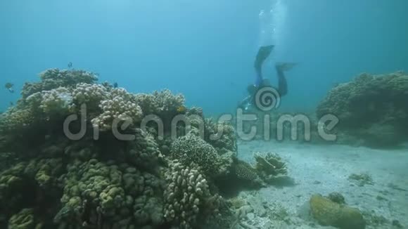 一个潜水者在珊瑚礁里游泳鱼在水下世界游弋视频的预览图