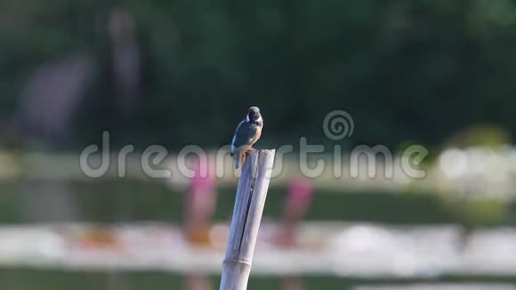 翠鸟钓鱼视频的预览图
