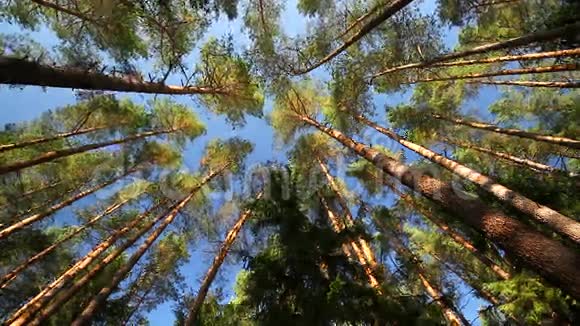 风中的松树视频的预览图