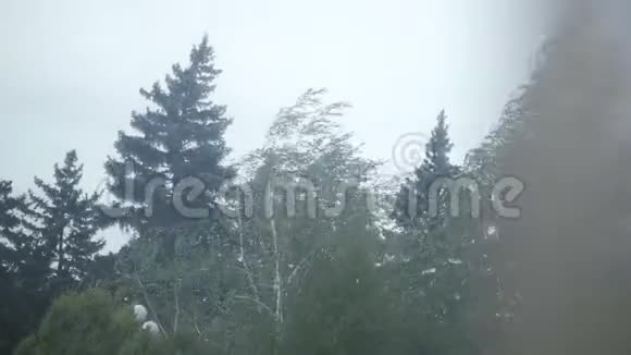 树在大风中视频的预览图