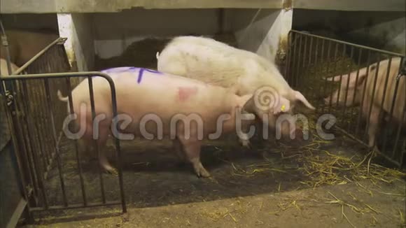英国动物农场猪圈视频的预览图