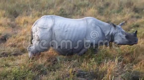 印度犀牛独角兽视频的预览图