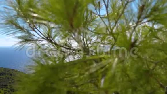 树和海的地平线视频的预览图