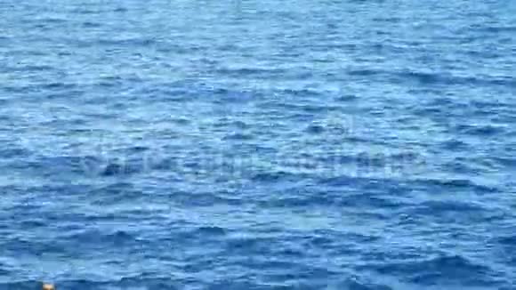 蓝色水面或海洋视频的预览图