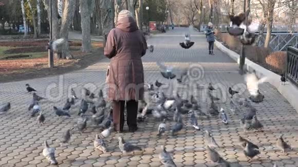 人用手喂鸟鸽子和奶子视频的预览图