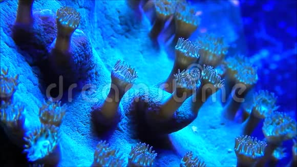 杯珊瑚大菱视频的预览图