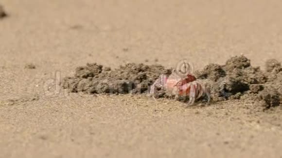 沙中的鬼蟹视频的预览图