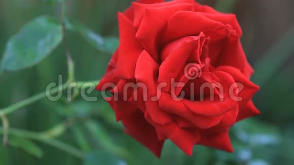 红玫瑰与长茎特写视频的预览图