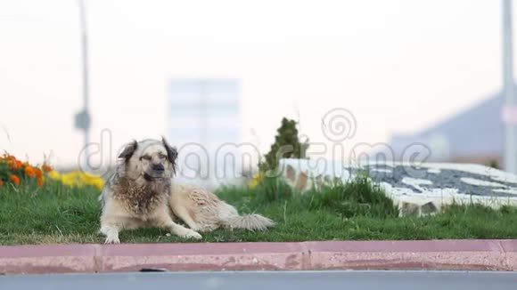 一条街狗正坐在街上无家可归的狗视频的预览图