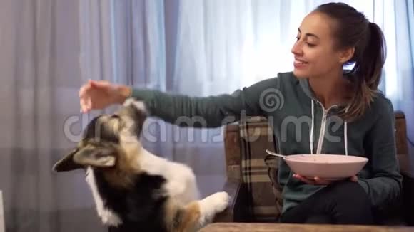 美丽开朗的年轻女人用盘子喂狗视频的预览图