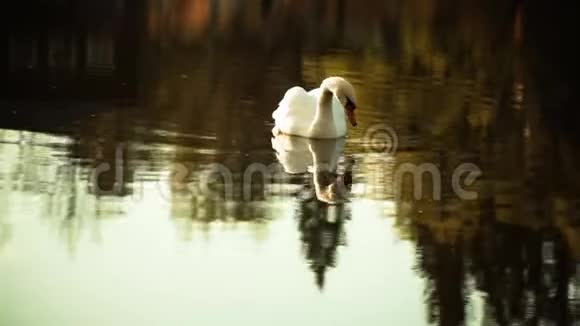 池塘上的孤独天鹅视频的预览图