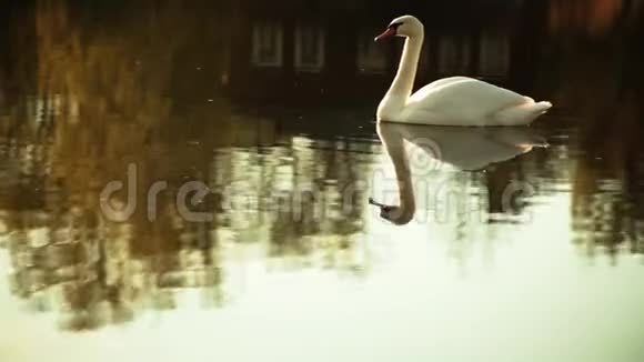 池塘上的孤独天鹅视频的预览图
