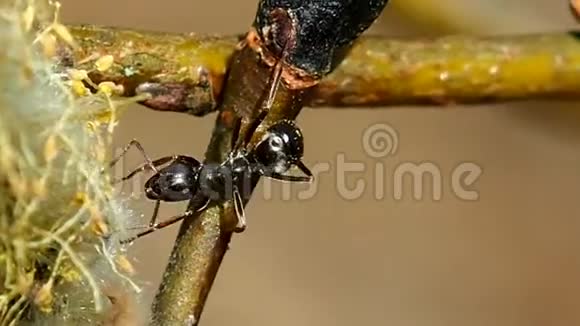 蚂蚁在百丁柳上视频的预览图