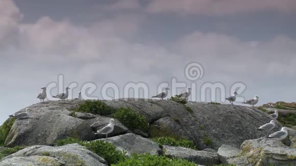 大型岩石上的海鸥视频的预览图