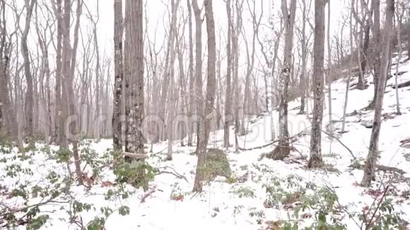 卡茨基尔斯的月桂山降雪视频的预览图