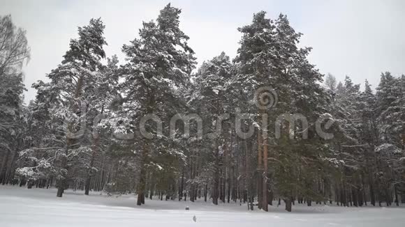 美丽的冬天洁白的雪视频的预览图