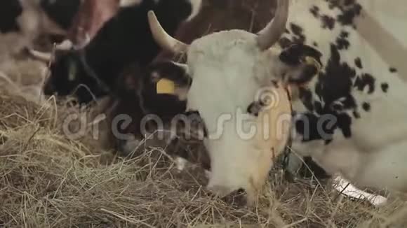 谷仓里的奶牛吃干草视频的预览图