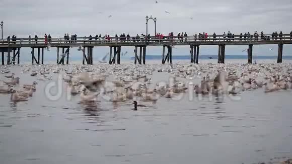 海鸥吃凤尾鱼视频的预览图