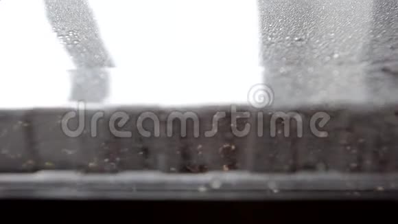 窗台上有种子的锅视频的预览图