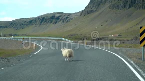一只羊穿过冰岛的道路视频的预览图