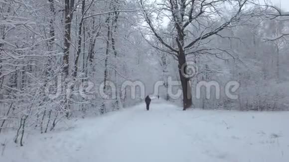 一个人冬季北欧行走视频的预览图