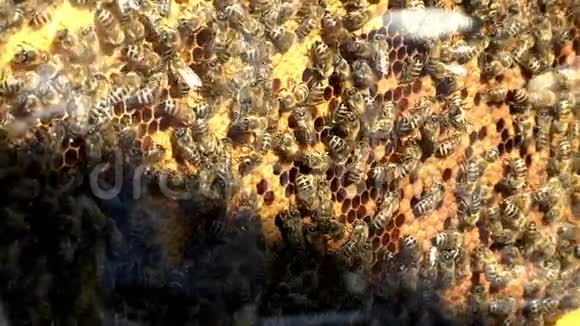 蜂蜜细胞上的蜜蜂视频的预览图