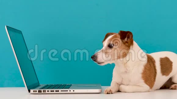 狗带着兴趣看着笔记本电脑视频的预览图