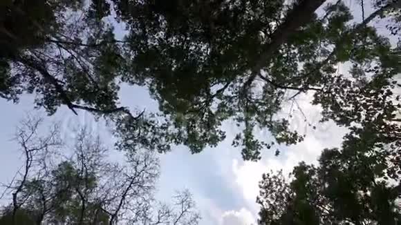 具有自然阳光的森林树木视频的预览图
