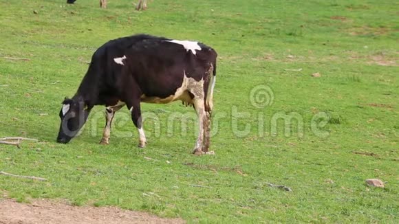 放牧的奶牛一边吃一边奶牛奶牛在草地上放牧视频的预览图