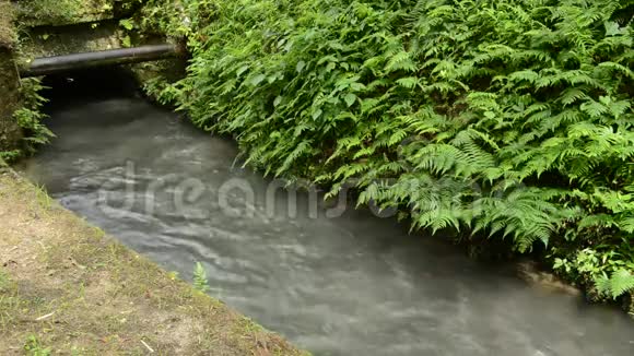 海峡和蕨类植物群落视频的预览图