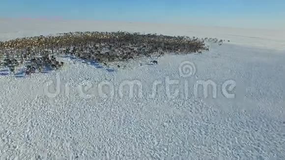 鸟瞰成群的驯鹿它们在冻土带的雪地上奔跑视频的预览图