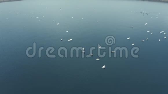 一群天鹅在湖边视频的预览图