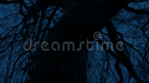 令人毛骨悚然的扭曲的老树在晚上视频的预览图