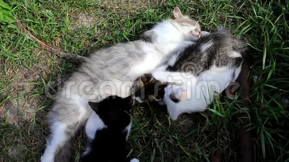 猫和三只小猫视频的预览图
