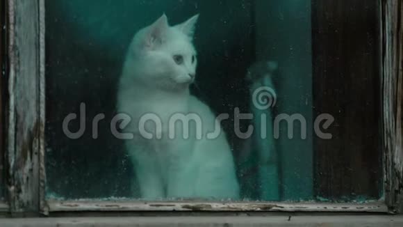 猫坐在窗边视频的预览图
