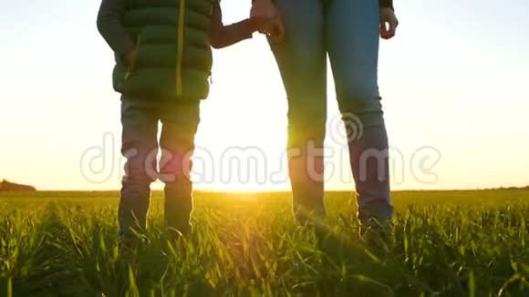 一个女人和一个孩子站在绿草上的田野里互相牵着的手太阳的光芒穿过视频的预览图