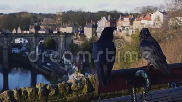 两只黑乌鸦看风景视频的预览图