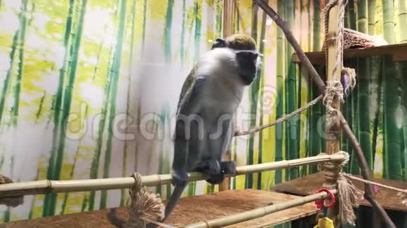 动物园外馆里的Vervet猴子视频的预览图