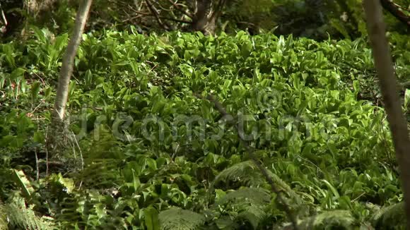 森林地板上的绿色植物视频的预览图