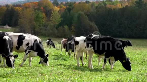 佛蒙特州荷斯坦奶牛牧场视频的预览图