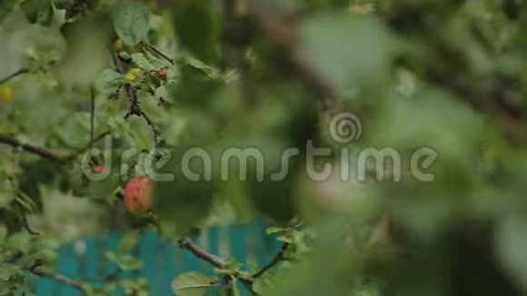 苹果园树上自制苹果视频的预览图