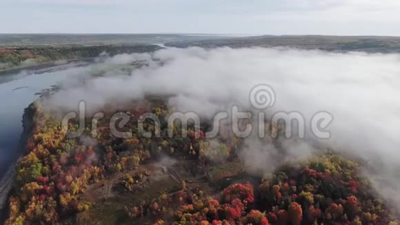 在平静的河岸上在浓雾中俯瞰明亮的秋林视频的预览图