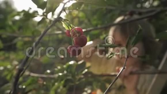 水果园里成熟的红樱桃的儿童泪视频的预览图