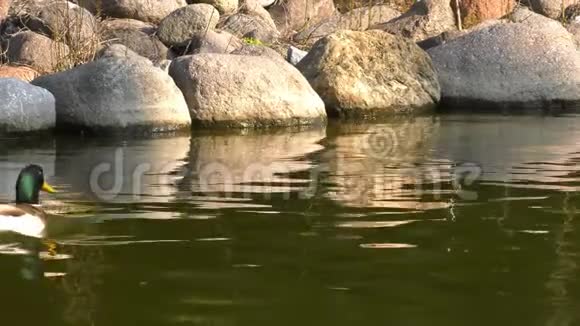 鸭子在湖里经过视频的预览图