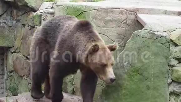 大棕熊在动物园里散步视频的预览图