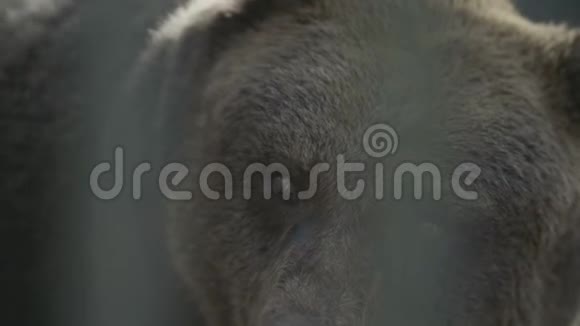 棕熊视频的预览图