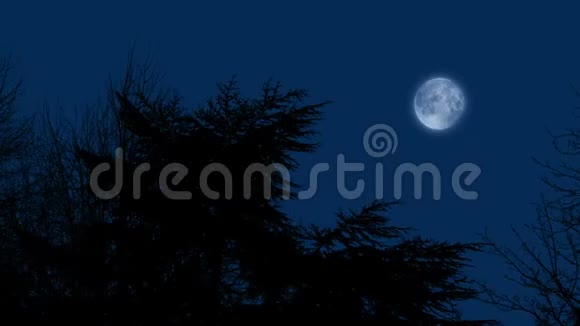 月亮在树的夜空中视频的预览图