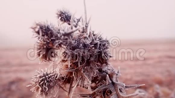 沙漠中有刺的冰冻植物视频的预览图
